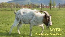  Presentation with pasture - Audience pleasing PPT theme consisting of black buck - goat with one horn backdrop and a tawny brown colored foreground