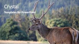 Presentation with buck - Slide set featuring black buck - male stag on a meadow background and a seafoam green colored foreground