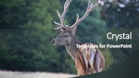  Presentation with buck - PPT theme enhanced with black buck - male stag on a meadow background and a ocean colored foreground