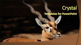  Presentation with buck - Cool new presentation with black buck - portrait of an indian blackbuck backdrop and a wine colored foreground