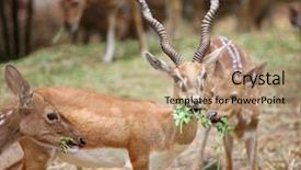  Presentation with buck - Slides with black buck and spotted deer in the safari background and a coral colored foreground