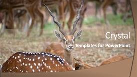  Presentation with buck - Colorful presentation design enhanced with black buck and spotted deer grazing in the safari backdrop and a coral colored foreground