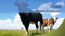  Presentation with cow - Colorful presentation design enhanced with black bull and cow backdrop and a teal colored foreground