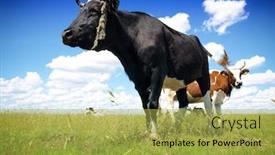  Presentation with cow - PPT theme enhanced with black bull and cow background and a yellow colored foreground