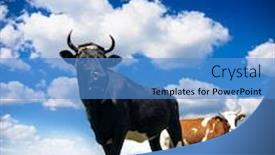  Presentation with cow - Colorful slides enhanced with black bull and cow backdrop and a teal colored foreground