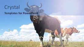  Presentation with cow - PPT layouts consisting of black bull and cow background and a light blue colored foreground