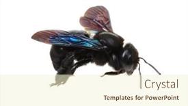  Presentation with bumblebee - Colorful slide set enhanced with black-bumblebee-isolated-on-white backdrop and a cream colored foreground