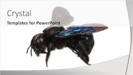  Presentation with bumblebee - Cool new PPT theme with black-bumblebee-isolated-on-white backdrop and a white colored foreground