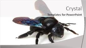  Presentation with bumblebee - Audience pleasing theme consisting of black-bumblebee-isolated-on-white backdrop and a white colored foreground