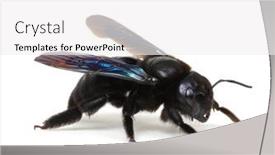  Presentation with bumblebee - Slides featuring black-bumblebee-isolated-on-white background and a white colored foreground