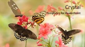  Presentation with tropical flowers - Amazing presentation theme having black butterfly gray - beautiful tropical butterflies backdrop and a  colored foreground