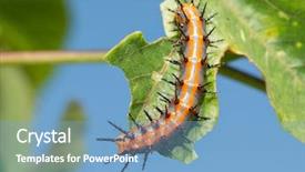  Presentation with passionflower - Amazing theme having black butterfly gray - dorsal view of gulf fritillary backdrop and a light blue colored foreground