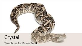  Presentation with butterfly - PPT layouts with black butterfly gray - gaboon viper - bitis gabonica background and a  colored foreground