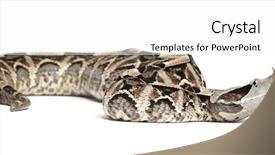  Presentation with animal pets on white - Amazing slide deck having black butterfly gray - gaboon viper - bitis gabonica backdrop and a  colored foreground