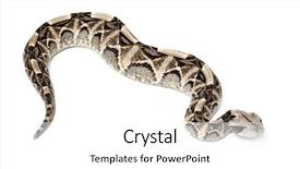  Presentation with poisonous plants - PPT theme consisting of black butterfly gray - gaboon viper - bitis gabonica background and a  colored foreground