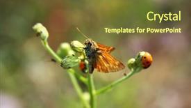  Presentation with existence - Audience pleasing presentation theme consisting of black butterfly gray - nature existence backdrop and a  colored foreground