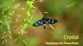  Presentation with moth - Colorful presentation theme enhanced with black butterfly gray - nine-spotted moth amata phegea backdrop and a tawny brown colored foreground