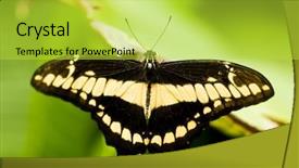  Presentation with green - Colorful theme enhanced with black butterfly gray - thoas swallowtail over green background backdrop and a  colored foreground