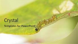  Presentation with caterpillar - Colorful PPT layouts enhanced with black butterfly gray - two day old gulf fritillary backdrop and a yellow colored foreground