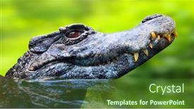  Presentation with animal nature - Slide deck with black-caiman-melanosuchus-niger background and a tawny brown colored foreground