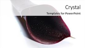  Presentation with calla - PPT theme consisting of black calla lilly isolated background and a white colored foreground