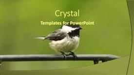  Presentation with black - Cool new presentation with black-capped-chickadee backdrop and a tawny brown colored foreground
