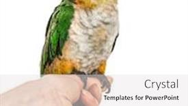  Presentation with parrot - Presentation theme having black-capped-parrot-perched background and a light gray colored foreground