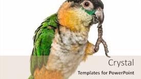  Presentation with parrot - Slide set having black-capped-parrot-with-leg background and a coral colored foreground