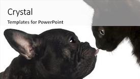  Presentation with kitten - Audience pleasing slides consisting of black cat - close-up of a french bulldog backdrop and a white colored foreground