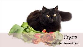  Presentation with cat - Presentation having black cat and flowers isolated background and a  colored foreground