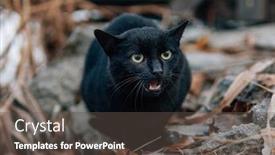  Presentation with demon - Beautiful PPT layouts featuring black cat angry demon cat backdrop and a dark gray colored foreground