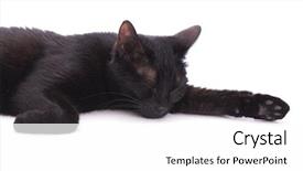  Presentation with black cat in front - Audience pleasing slides consisting of black cat asleep on white backdrop and a white colored foreground