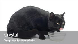  Presentation with black cat in front - PPT theme featuring animal behavior humans - old dog resting background and a soft green colored foreground.