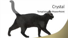  Presentation with black cat in front - Presentation with black cat in front background and a white colored foreground