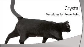  Presentation with cat - Colorful presentation theme enhanced with black cat in front backdrop and a white colored foreground