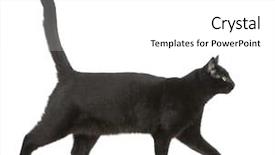  Presentation with black cat in front - Presentation theme having black cat in front background and a white colored foreground