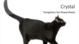  Presentation with black cat in front - PPT theme consisting of black cat in front background and a white colored foreground