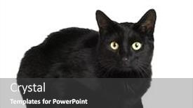  Presentation with cat - Colorful PPT theme enhanced with black cat in front of a white background backdrop and a dark gray colored foreground