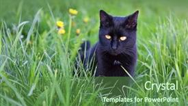  Presentation with black gram - Slide deck consisting of black cat in the grass background and a tawny brown colored foreground