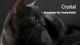  Presentation with black - Theme consisting of black cat isolated background and a dark gray colored foreground