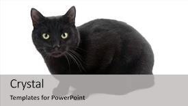 Presentation with cat - PPT theme enhanced with black cat isolated background and a light gray colored foreground