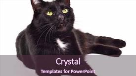  Presentation with black cat in front - Slides featuring black cat lying looking up background and a tawny brown colored foreground