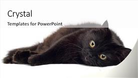  Presentation with cat - Cool new presentation design with black cat lying on white backdrop and a white colored foreground