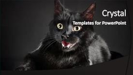  Presentation with cat - Slide set enhanced with black cat on black background background and a dark gray colored foreground