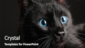  Presentation with black - Cool new theme with black cat on black background backdrop and a black colored foreground