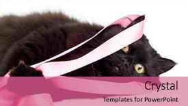  Presentation with pink cat - Presentation theme enhanced with black cat playing with pink ribbon background and a coral colored foreground