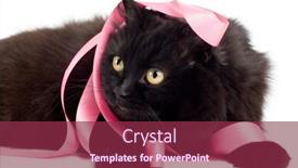  Presentation with pink cat - Presentation theme having black cat playing with pink ribbon background and a violet colored foreground