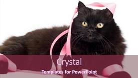  Presentation with pink cat - Beautiful theme featuring black cat playing with pink ribbon isolated backdrop and a violet colored foreground