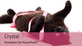 Presentation with pink cat - Cool new presentation theme with black cat playing with pink ribbon isolated backdrop and a red colored foreground