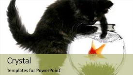  Presentation with black cat in front - Amazing slides having black cat reaching into fishbowl backdrop and a yellow colored foreground